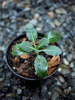 kale vegetable in pot baby and growing up een vegetable healthy care photo