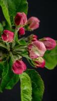 Zeit Ablauf von Frühling Blumen Öffnung. schön Frühling Apfelbaum blühen offen. Blühen Hintergrund auf schwarz Hintergrund. Makro Schuss, Vertikale Filmaufnahme. video