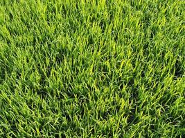 bokeh blur background rice farmming and light sweet green background nature sunlight photo