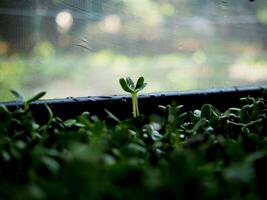 sunflower sprouts growing in pot green food and salad mix good vegetable high vitamin and healthy photo