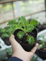 kale vegetable in pot baby and growing up een vegetable healthy care photo