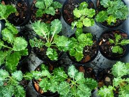 kale vegetable in pot baby and growing up een vegetable healthy care photo