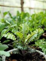 col rizada y verde ensalada planta en maceta jardín Fresco y orgánico foto