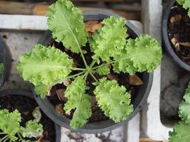 col rizada y verde ensalada planta en maceta jardín Fresco y orgánico foto