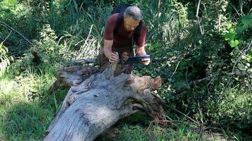 biólogo inspeccionando un caído árbol maletero a cheque para enfermedades y insectos video