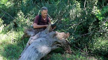 Biologist inspecting a fallen tree trunk to check for diseases and insects video