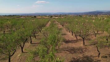 Almond Trees Aerial View video