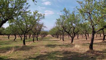 almendra arboles aéreo ver video