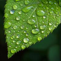AI generated A close-up of a green leaf with water droplets under sunlight, highlighting the intricate patterns and fresh appearance of the foliage photo