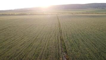 Antenne Aussicht auf Grün Weizen Feld im Landschaft. Feld von Weizen weht im das Wind mögen Grün Meer. jung und Grün Ährchen. Ohren von Gerste Ernte im Natur. Agronomie, Industrie und Essen Produktion. video