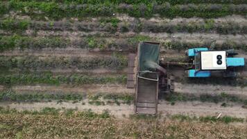 Antenne Drohne Aussicht von ein Traktor Ernte Blumen im ein Lavendel Feld. abstrakt oben Aussicht von ein lila Lavendel Feld während Ernte mit landwirtschaftlich Maschinen. video