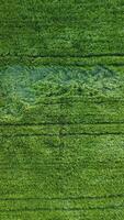 Aerial vertical view on green wheat field in countryside. Field of wheat blowing in the wind on sunset. Young and green Spikelets. Ears of barley crop in nature. Agronomy, industry and food production video