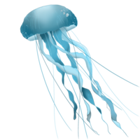 Blau Ozean Qualle png