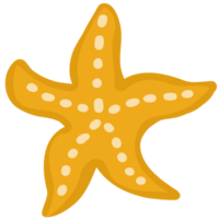 Starfish cartoon illustration png