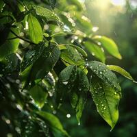 AI generated Sunlight filters through green leaves dotted with water droplets, casting rays of light in a tranquil forest scene photo