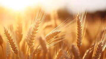 AI generated Wheat field. Ears of golden wheat close up. Rich harvest Concept. photo