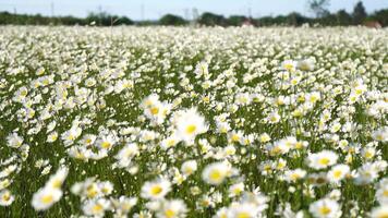 camomilla. bianca margherita fiori nel un' campo di verde erba ondeggiare nel il vento a tramonto. camomilla fiori campo con verde erba. vicino su lento movimento. natura, fiori, molla, biologia, fauna concetto video