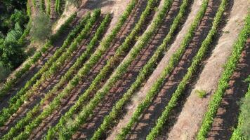 Beautiful Nature from Douro Valley Region in Portugal Aerial View video