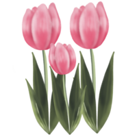 três tulipa flor png