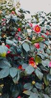 hojas perennes floreciente camelia sasanqua con rojo flores, vertical imágenes video