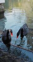 negro cisnes comiendo en el lago. vertical imágenes video