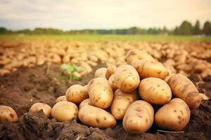 AI generated Harvested potatoes on a field in the light of the setting sun photo