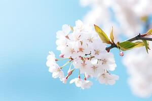 AI generated cherry blossom in spring with blue sky and white clouds background photo