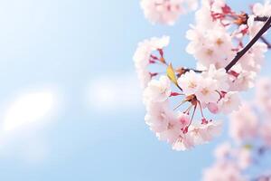 AI generated cherry blossom in spring time with blue sky and white clouds photo