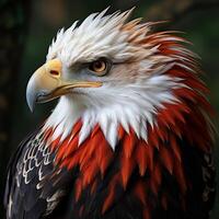 AI generated affrican fish eagle photo