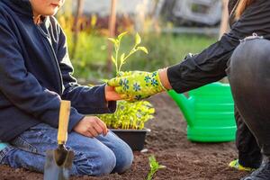 chico ayuda su madre planta planta de semillero mientras trabajando juntos en el jardín foto