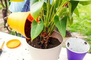 Woman in apron is transplanting plant into new pot outdoors photo