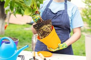 Woman in apron is transplanting plant into new pot outdoors photo