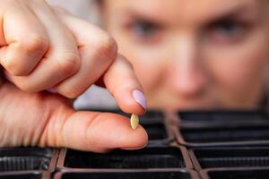 Woman carefully planting vegetable seeds into pots with fertile soil photo