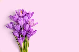 Composition of purple crocus flowers on purple background. Flat lay, top view, copy space. photo