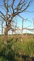 droog bomen in wildernis Oppervlakte video