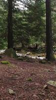 Vertical Video of Forest Trees and River