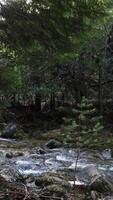 verticale video di foresta alberi e fiume