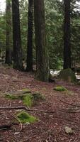 vertical vídeo de bosque arboles y río video