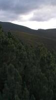 verticale video di verde foresta a tramonto aereo Visualizza