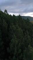 vertikal video av grön skog på solnedgång antenn se