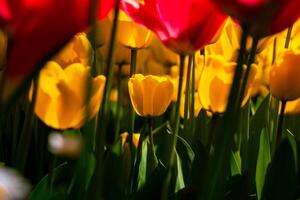 un pequeño amarillo tulipán y tulipanes alrededor él. sin esperanza amor concepto foto