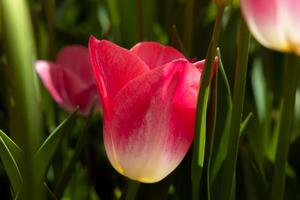 Pink tulip wallpaper or canvas print photo