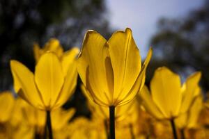 Yellow tulips in focus. Spring flowers concept. photo