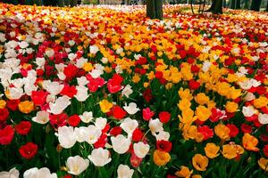 abril flores tulipanes en el parque. primavera florecer antecedentes foto