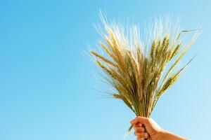 Wheat or grain on the hand isolated on blue sky background photo