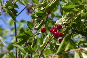 verano frutas agrio cerezas en el árbol en un huerta foto