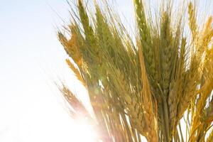 Wheat ears and direct sunlight. Food industry or agriculture concept photo