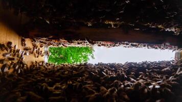 Inside of a beehive full with bees and honeycomb frames. photo