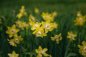 Daffodils background photo. Beautiful daffodils in the park in spring photo