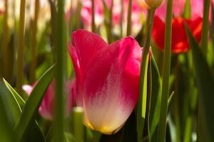 Tulip background photo. Spring blossom concept. Pink Tulip in focus photo